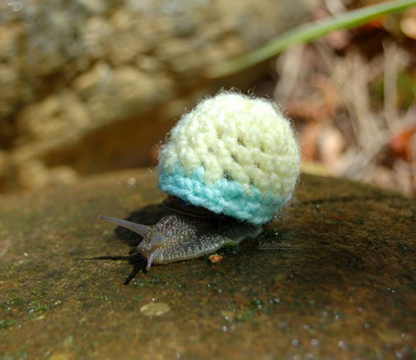 These 20 photos of insanely cute animals in sweaters will keep you warm