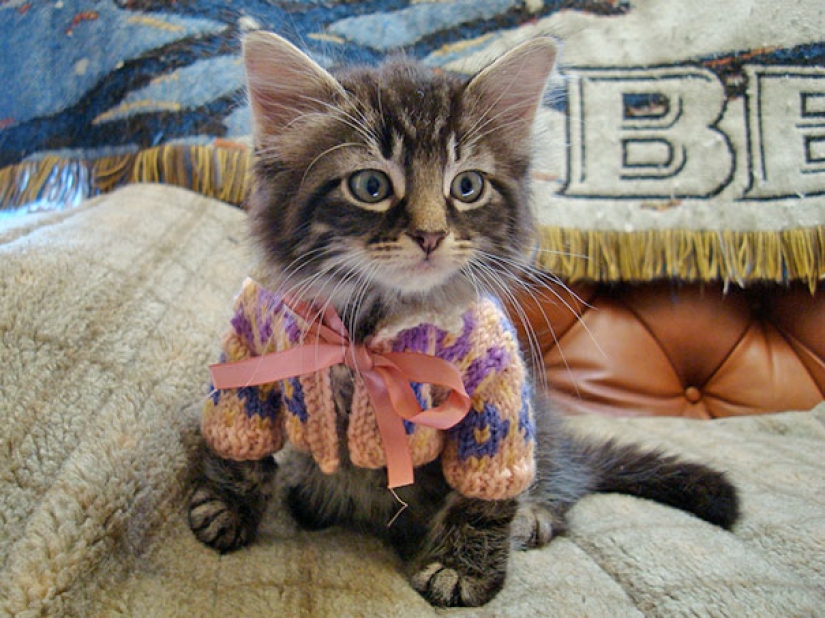 These 20 photos of insanely cute animals in sweaters will keep you warm