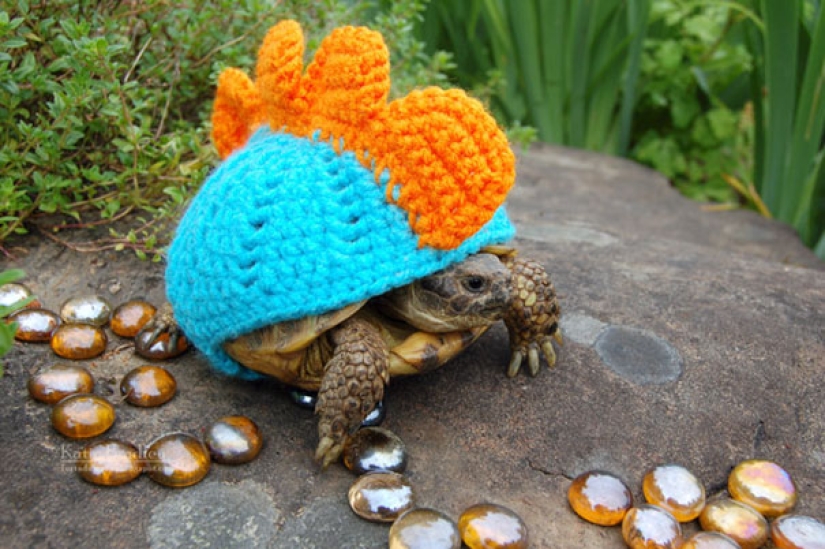 These 20 photos of insanely cute animals in sweaters will keep you warm