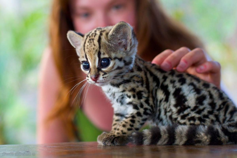 These adorable ocelots