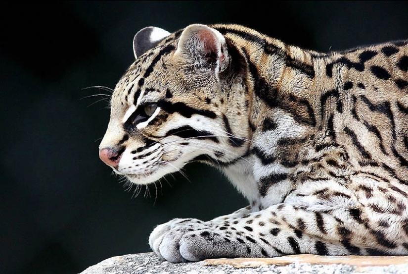 These adorable ocelots