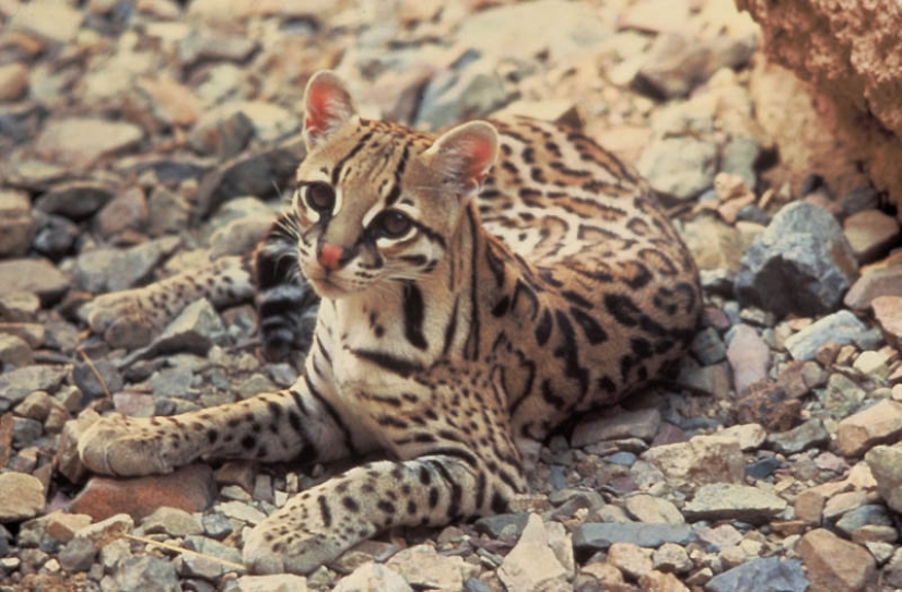 These adorable ocelots