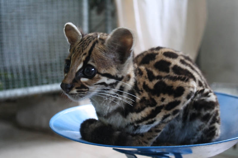 These adorable ocelots