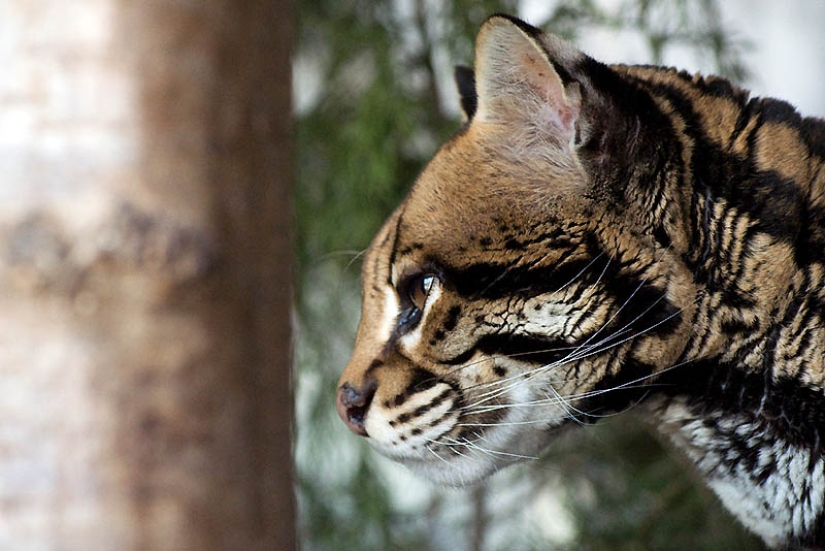 These adorable ocelots