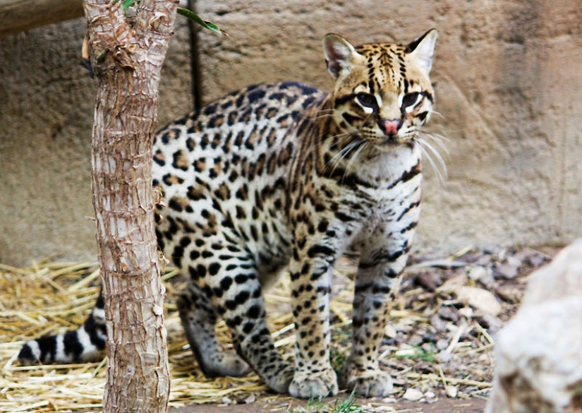 These adorable ocelots