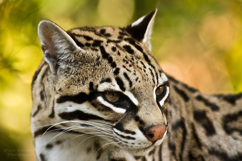 These adorable ocelots