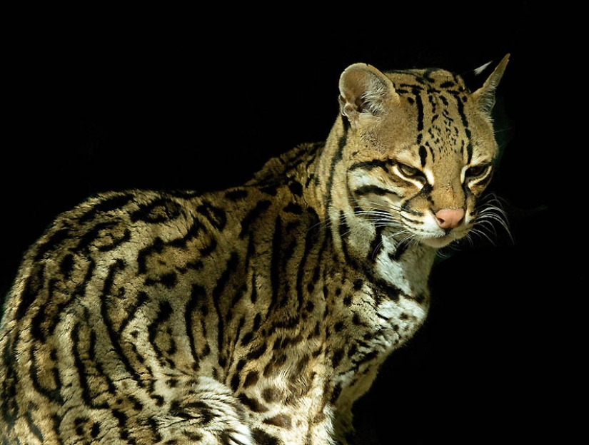 These adorable ocelots