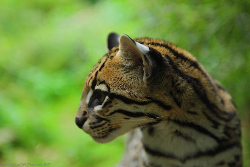 These adorable ocelots