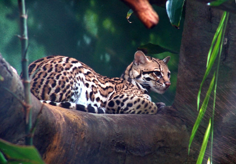 These adorable ocelots