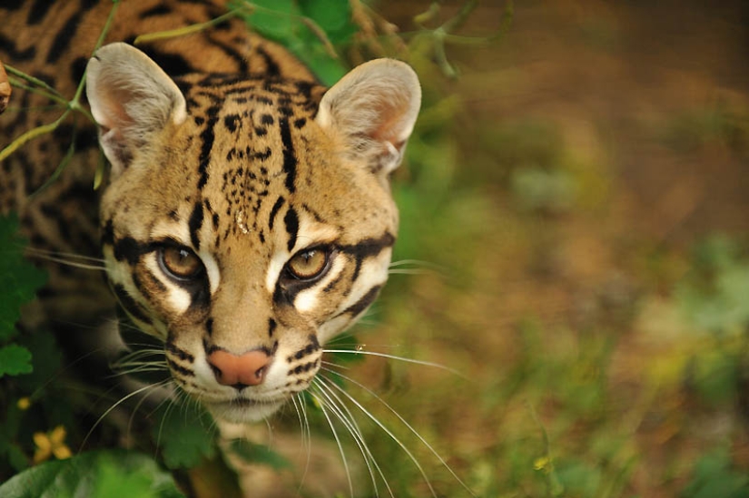 These adorable ocelots