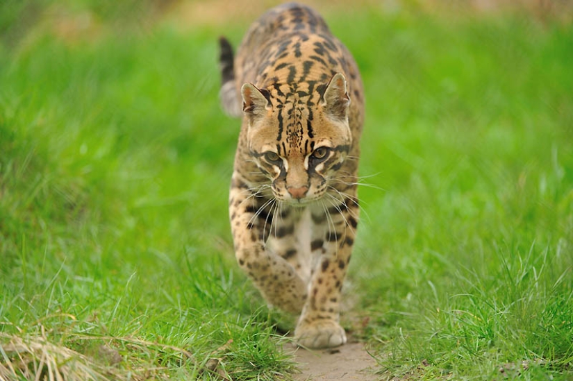 These adorable ocelots