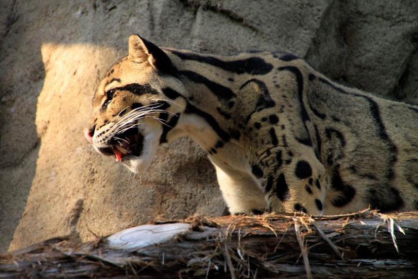 These adorable ocelots