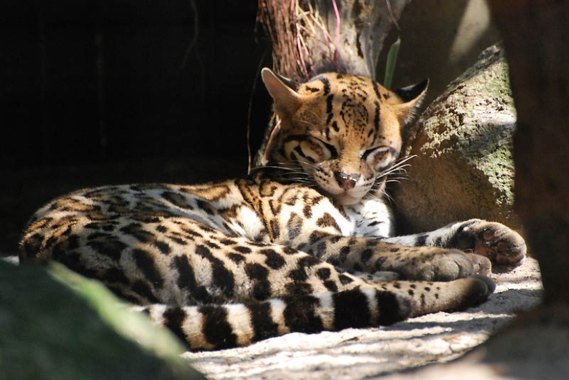 These adorable ocelots