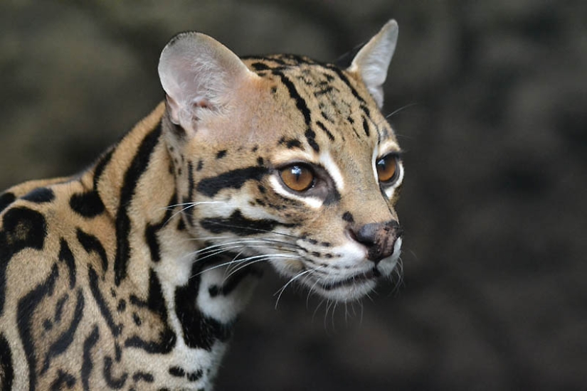 These adorable ocelots