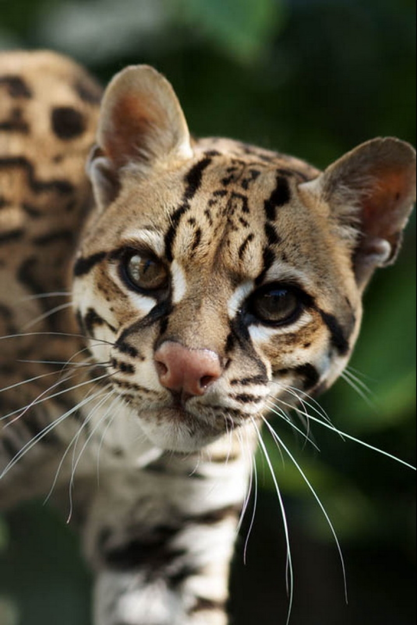 These adorable ocelots