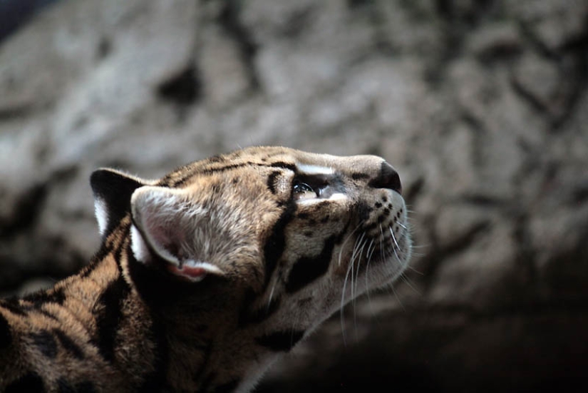 These adorable ocelots