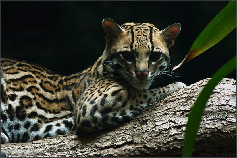 These adorable ocelots