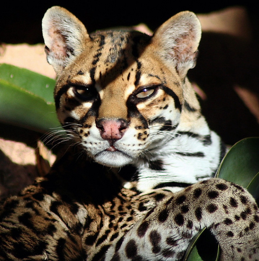 These adorable ocelots