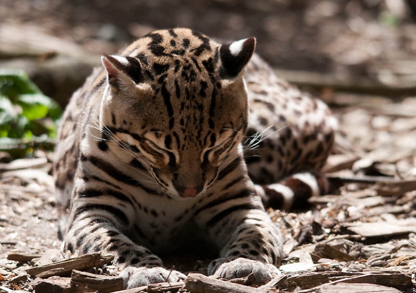 These adorable ocelots