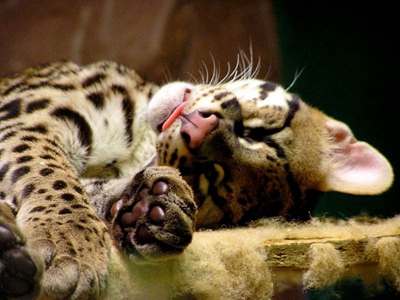 These adorable ocelots