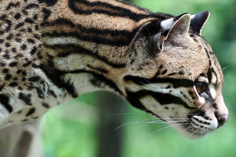 These adorable ocelots