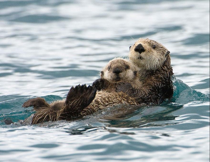 These animals will teach you to be good parents