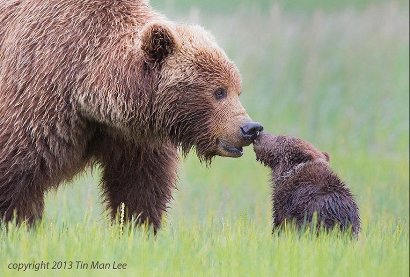 These animals will teach you to be good parents