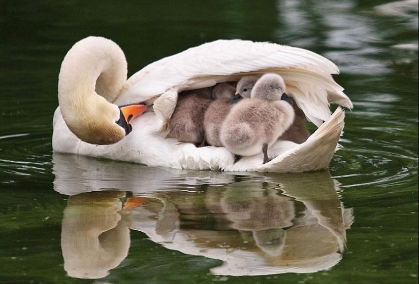 These animals will teach you to be good parents