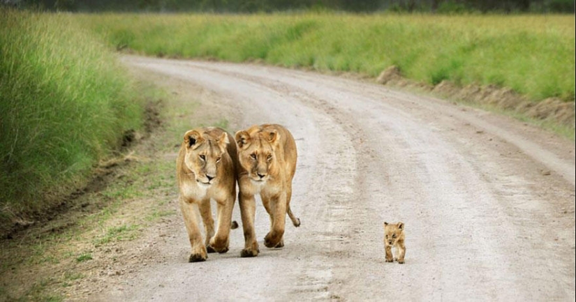 These animals will teach you to be good parents