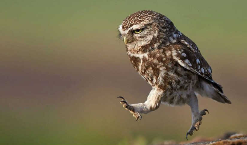 These are the 100 most valuable pictures of owls of all time