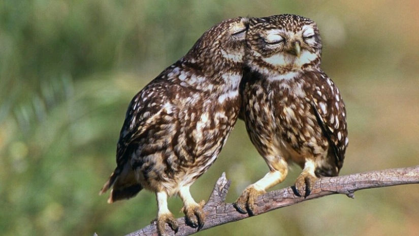 These are the 100 most valuable pictures of owls of all time