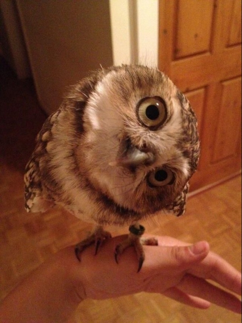 These are the 100 most valuable pictures of owls of all time