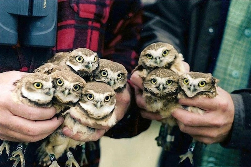 These are the 100 most valuable pictures of owls of all time