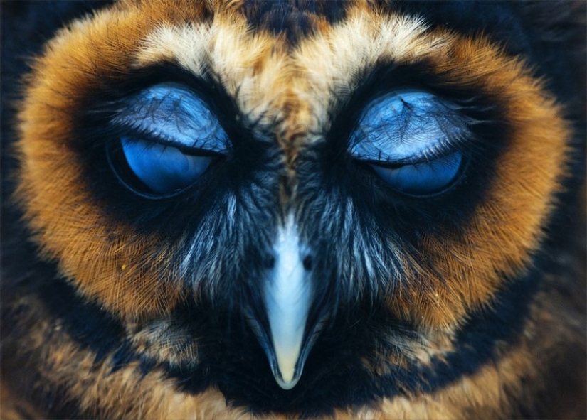 These are the 100 most valuable pictures of owls of all time