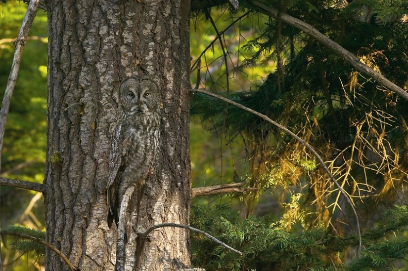 These are the 100 most valuable pictures of owls of all time