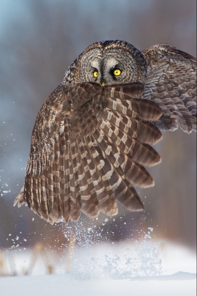 These are the 100 most valuable pictures of owls of all time