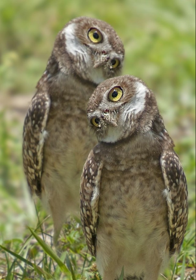 These are the 100 most valuable pictures of owls of all time