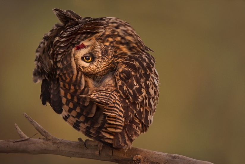 These are the 100 most valuable pictures of owls of all time