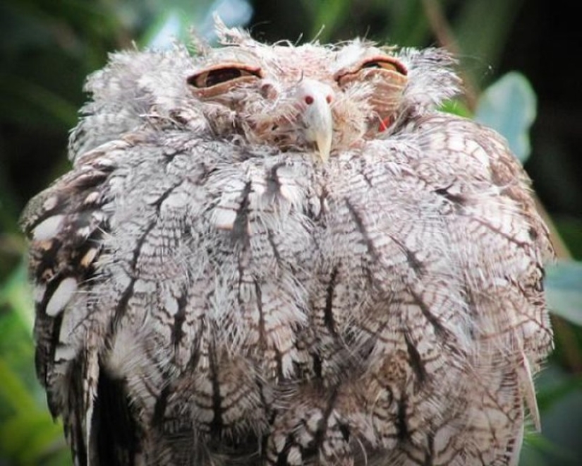 These are the 100 most valuable pictures of owls of all time