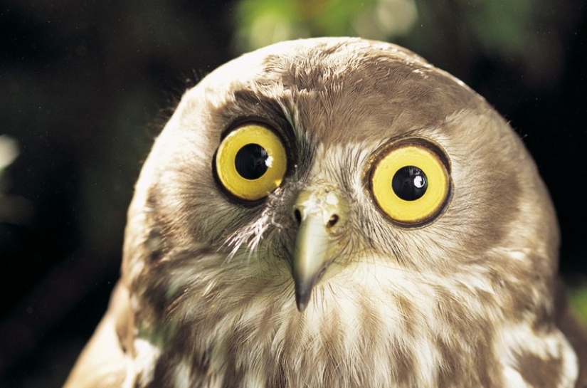 These are the 100 most valuable pictures of owls of all time