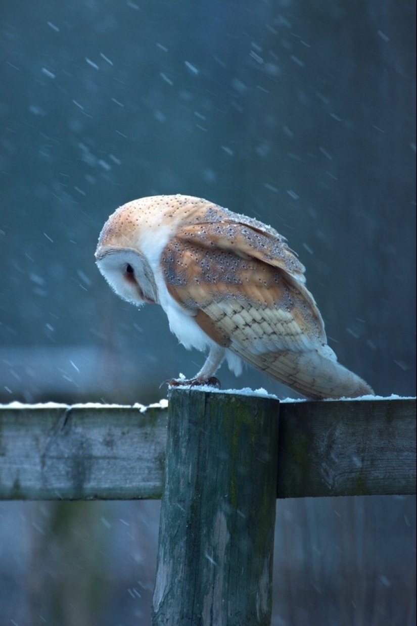 These are the 100 most valuable pictures of owls of all time