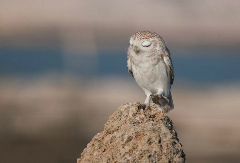 These are the 100 most valuable pictures of owls of all time