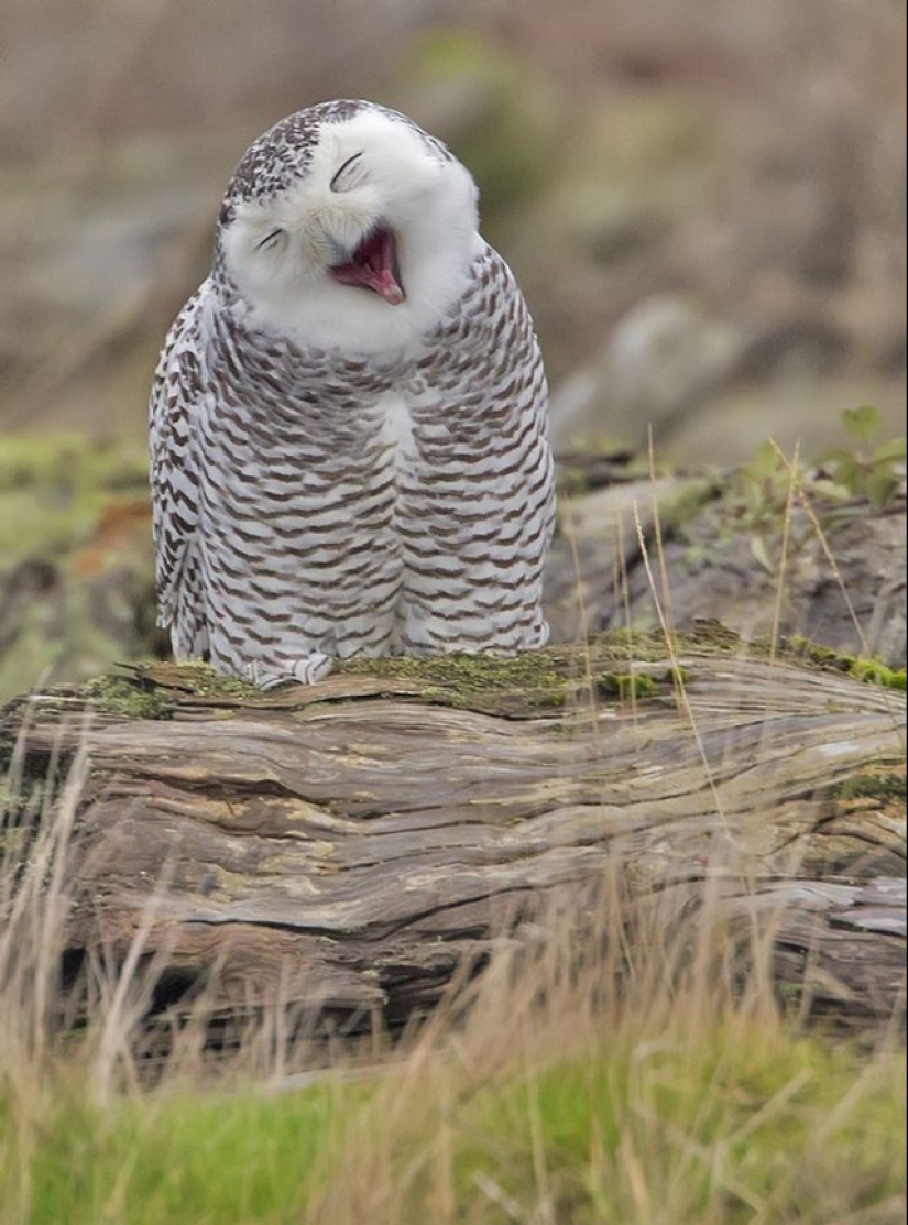 These are the 100 most valuable pictures of owls of all time