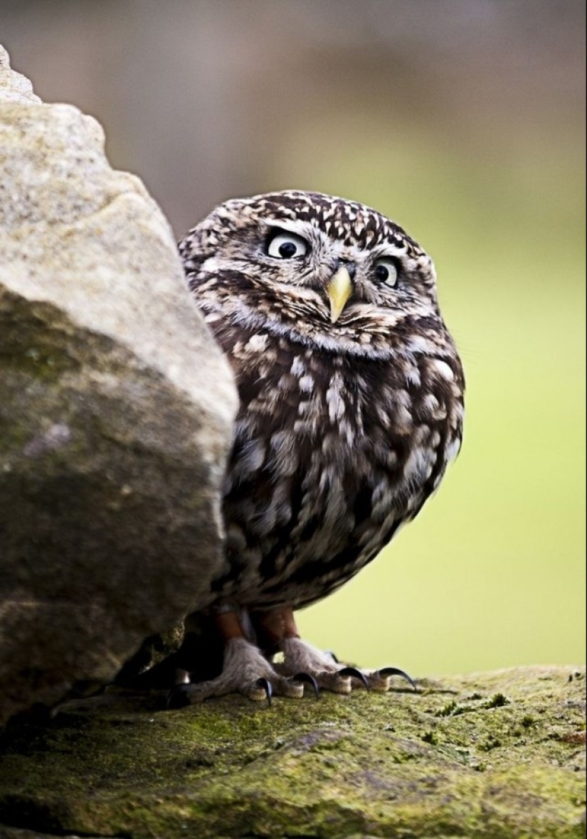 These are the 100 most valuable pictures of owls of all time