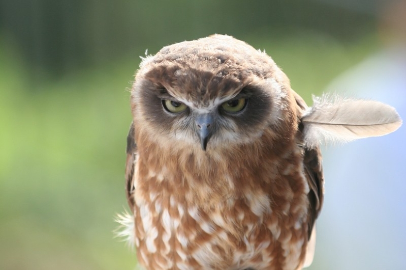 These are the 100 most valuable pictures of owls of all time