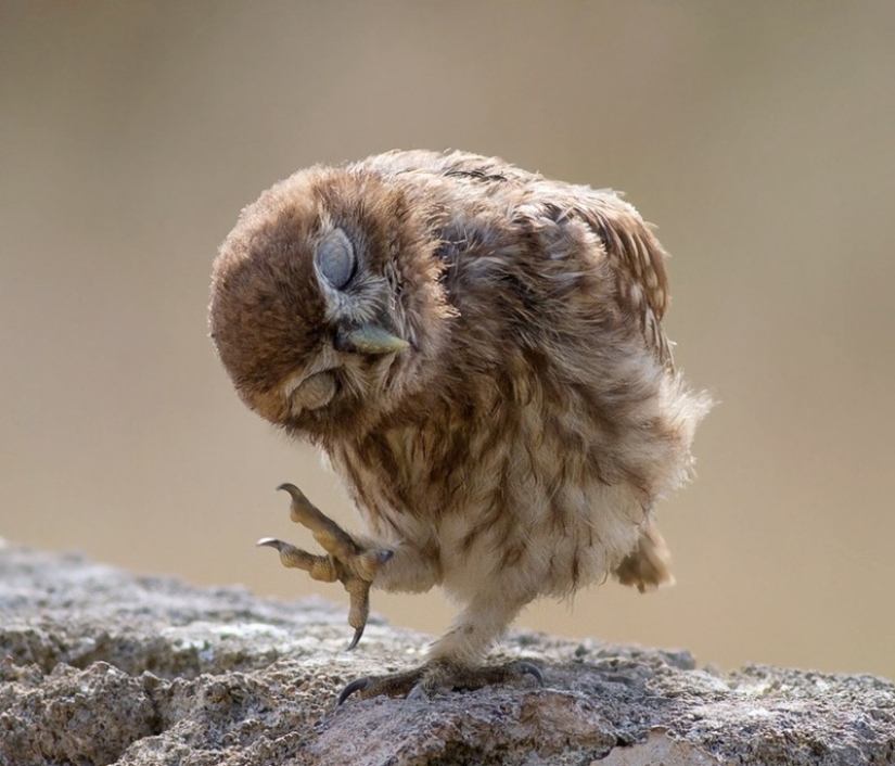 These are the 100 most valuable pictures of owls of all time