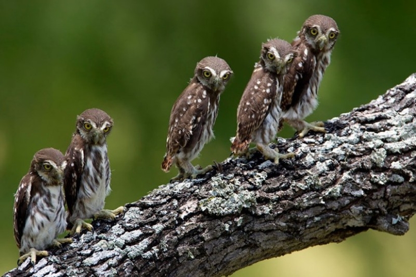 These are the 100 most valuable pictures of owls of all time