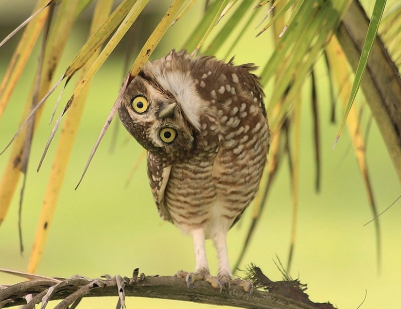 These are the 100 most valuable pictures of owls of all time