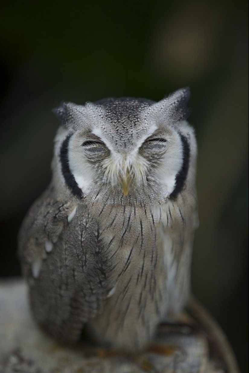 These are the 100 most valuable pictures of owls of all time