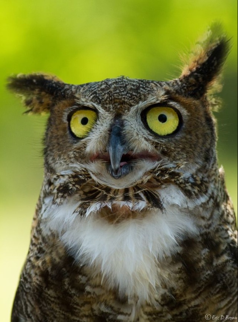 These are the 100 most valuable pictures of owls of all time